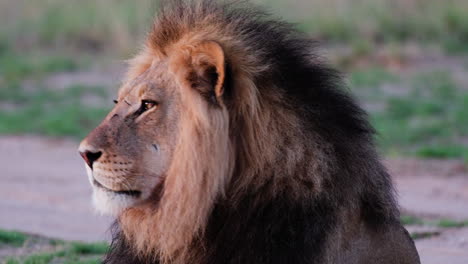 Closeup-Of-An-Alert-Male-Lion-Head-With-Mane