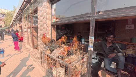Hühner-Im-Sikanderpur-Fischmarkt-Gurgaon,-Gurugram,-Indien