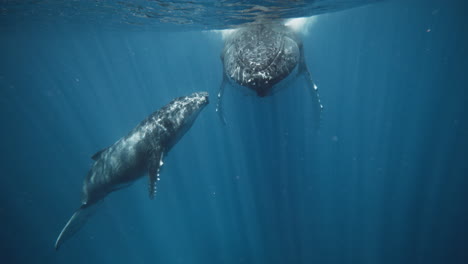 Low-Angle-Underwater-View-Of-Mom-And-Baby-Humpback-Whales-Resting-In-The-Nursing-Grounds-Of-Vava'u-Tonga-Marine-Reserve