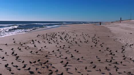 Ein-Blick-Aus-Niedriger-Perspektive-Auf-Einen-Großen-Schwarm-Strandläufer,-Der-An-Einem-Sonnigen-Tag-An-Einem-Leeren-Strand-Steht