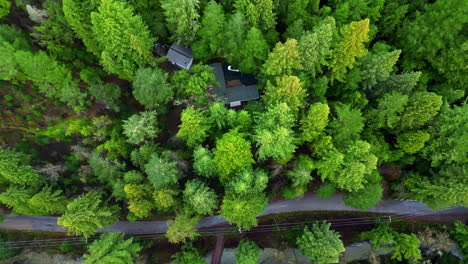 Aerial-over-a-cabin-within-the-Mill-Valley-coastal-redwoods