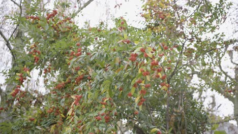 Lush-greenery-with-clusters-of-red-berries,-overcast-day