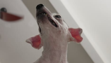 Closeup-Shot-of-a-Toy-Poodle-Bald-White-Dog-Face-in-a-Living-Room-with-Fan