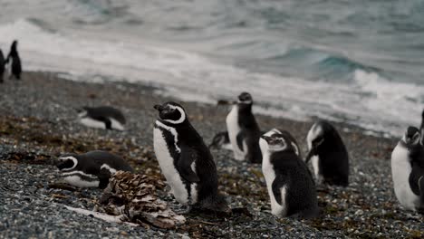 Magellanic-Penguins-At-The-Beach-In-Isla-Martillo,-Tierra-del-Fuego,-Argentina---Close-Up