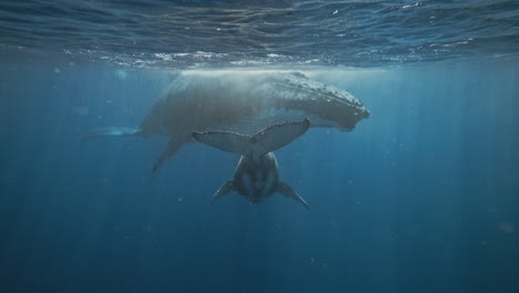 Humpback-Whales-Resting-In-The-Safe-Nursing-Grounds-Of-Vava'u-Tonga