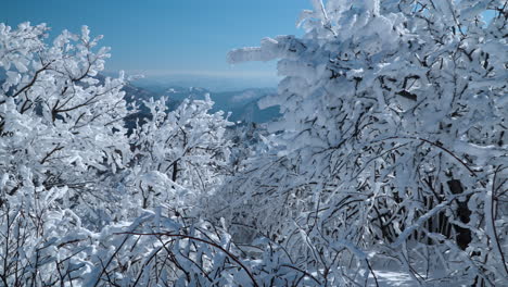 Mañana-De-Invierno-En-El-Parque-Mona-De-La-Montaña-Balwangsan,-Vista-De-Las-Copas-De-Los-árboles-Dobladas-Cubiertas-De-Nieve-Y-La-Cordillera-En-El-Fondo-Pyeongchang-gun,-Gangwon-do---Empuje-En-Cámara-Lenta