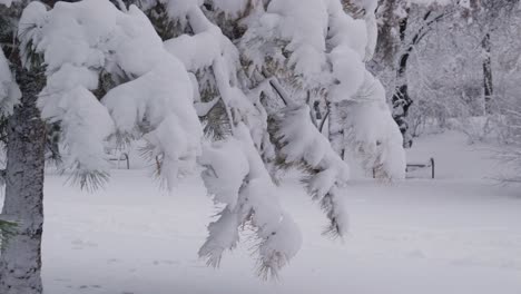 Pine-Tree-Branches-Covered-With-Fresh-Snow