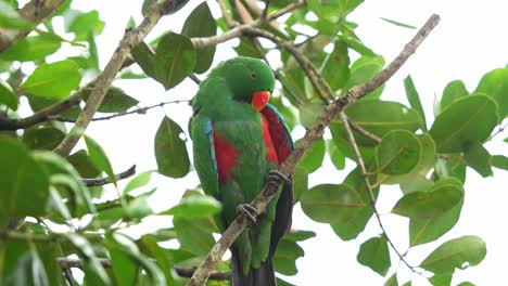 Eclectus-Moluccano-Macho-Salvaje,-Eclectus-Roratus-Posado-En-La-Rama-De-Un-árbol-En-El-Bosque,-Acicalándose,-Arreglando-Y-Limpiando-Sus-Hermosas-Plumas-Verde-Esmeralda-Con-Su-Pico,-Primer-Plano