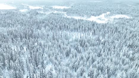 Bosque-Nevado-De-Invierno-En-Pyha,-Finlandia---Toma-Aérea-De-Drones