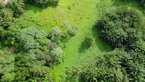 Tropische-Naturlandschaft-Im-Ländlichen-Dorf-Guadeloupe