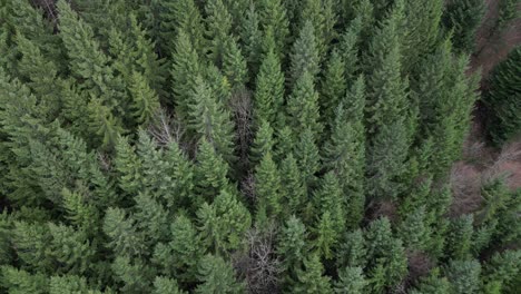 Fronalpstock-Schweiz-Glarus-Schweizer-Alpen-Abgewinkelte-Draufsicht-Auf-Wald