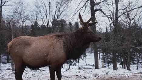 Alces-De-Pie-En-Un-Bosque-Salvaje-Cubierto-De-Nieve-En-Quebec,-Canadá