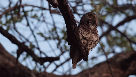 Perching-Collared-Owlet-In-The-Woods