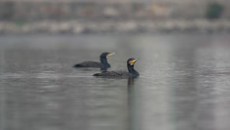 Ein-Kormoran,-Der-In-Der-Sonne-Auf-Einem-See-Herumschwimmt