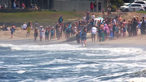 Gran-Multitud-Reunida-Alrededor-Del-Famoso-Elefante-Marino-Del-Sur-Saliendo-De-Las-Olas-Del-Océano.