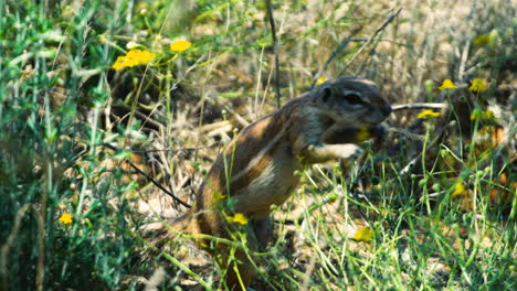 Südafrikanisches-Ziesel-Ernährt-Sich-Von-Gelben-Blüten