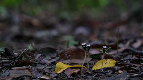 Sun-rays-passing-through-the-trees,-shedding-light-on-three-Thismia-mirabilis-plants-on-the-forest-floor-of-Khao-Yai-National-Park-in-Thailand