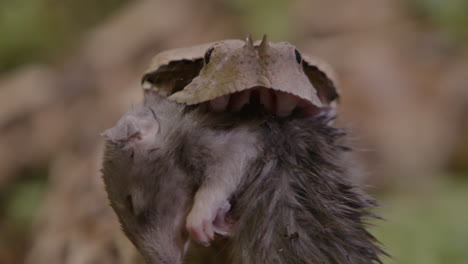 Gaboon-viper-huge-fangs-eating-a-rat