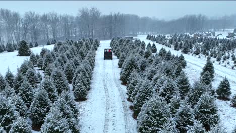 UTV-driving-on-snow-covered-path-in-between-pine-trees-dusted-with-snow-at-Christmas-tree-farm-in-USA