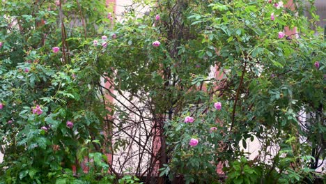 Exuberante-Vegetación-Con-Delicadas-Flores-Rosadas-Después-De-La-Lluvia,-Hojas-Brillando-Con-Gotas-De-Agua