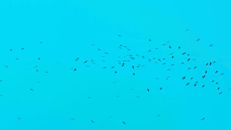 Silhouettes-of-migrating-storks-circling-against-a-turquoise-sky