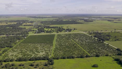 Aerial-view-of-orange-groves-in-Florida