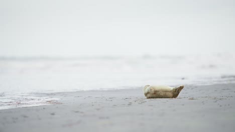 Baby-Seehund-Liegt-Windend-Auf-Grauem-Sand-Meer-Strand-In-Ameland