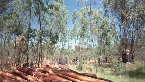 Deforestation-at-portion-9-Aston-Lake,-reveal-workers-campsite