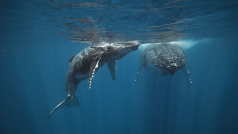 Humpback-Whales-Resting,-Breeding,-And-Nursing-In-The-Kingdom-Of-Tonga