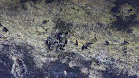 Statisches-Video-Von-Klippenschwalben-Im-Hamilton-Pool-Preserve-Unter-Einem-Felsvorsprung