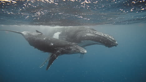 Amazing-Underwater-Footage-Of-Humpback-Whales-In-The-Kingdom-Of-Tonga,-South-Pacific-Ocean