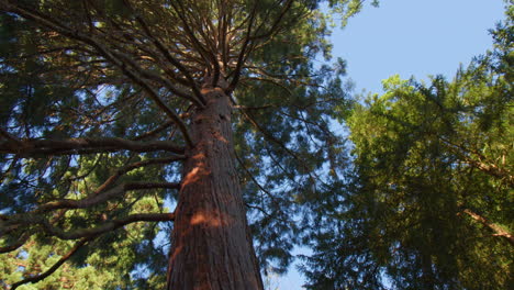 Mirando-Hacia-La-Secoya-Gigante-En-El-Bosque-En-Baden-Baden,-Alemania