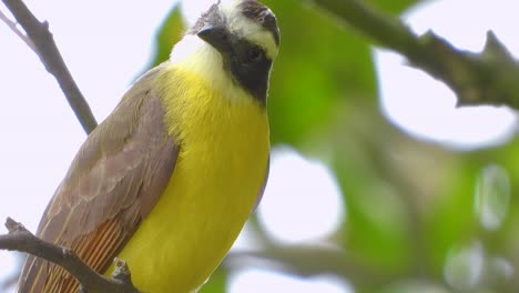 Up-close-Great-Kiskadee-bird-in-Los-Nevados-National-Park,-Colombia