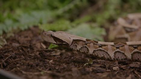 Nature-documentary-shot-of-gaboon-viper-in-forest