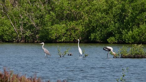 Vistos-Juntos-En-Un-Clip-Mientras-La-Cigüeña-Se-Mueve-Hacia-La-Derecha-Buscando-Comida,-Garza-Gris-Ardea-Cinerea,-Garceta-Intermedia-Ardea-Intermedia,-Cigüeña-Pintada-Mycteria-Leucocephala,-Tailandia