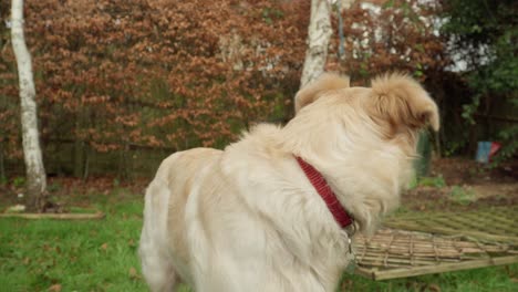 Golden-Dog-Curiously-Looks-Around-in-Back-Garden