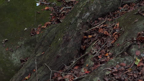 Rocks-and-fallen-leaves-beside-a-tranquil-stream-in-Cajones-de-Chame,-Panama,-natural-textures