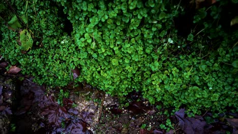 Lush-clover-patch-with-wet-fallen-leaves