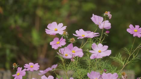 Flores-Del-Cosmos-En-Plena-Floración-En-El-Jardín-De-Verano