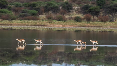 Eine-Gruppe-Von-Springböcken,-Die-Im-Seichten-Wasser-Des-Flusses-Mit-Reflexionen-In-Afrika-Spazieren