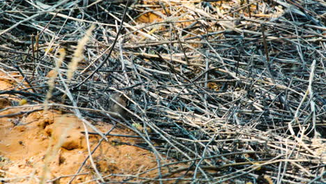 Slow-motion-shot-of-male-Sociable-weaver-scanning-the-ground-for-food