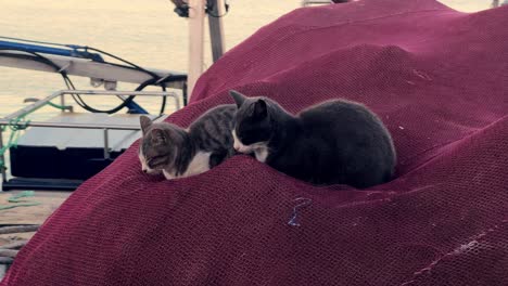 Two-cats-relax-beside-a-crimson-fishing-net,-capturing-a-peaceful-moment-that-embodies-the-maritime-ambiance-of-a-quaint-fishing-village