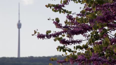 Lila-Blüten-Im-Fokus-Mit-Dem-Stuttgarter-Fernsehturm-Unscharf-Im-Hintergrund,-Tageslicht