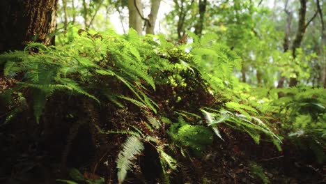 Japanische-Waldfarne,-Nahaufnahme-Im-Heiligen-Shugendo-Wald-4k