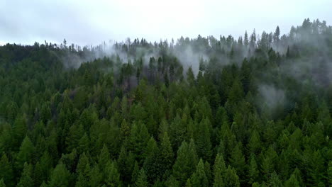 -Aerial-view-over-foggy-mountain-forest,-misty-day-in-Muir-woods,-California,-USA