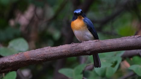 Die-Kamera-Zoomt-Heraus-Und-Gleitet-Nach-Links,-Während-Dieser-Vogel-In-Die-Kamera-Schaut,-Indochinesischer-Blauschnäpper-Cyornis-Sumatrensis,-Männlich,-Thailand