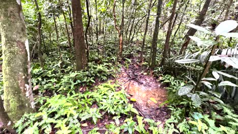 Flowing-Stream-In-Forest-Trails-Of-Windsor-Nature-Park,-Singapore