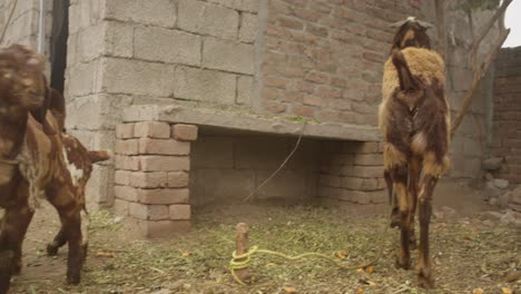 Goat-nursing-her-kids-in-a-rustic-farmyard-in-Alipur,-with-a-chicken-in-the-background,-calm-setting