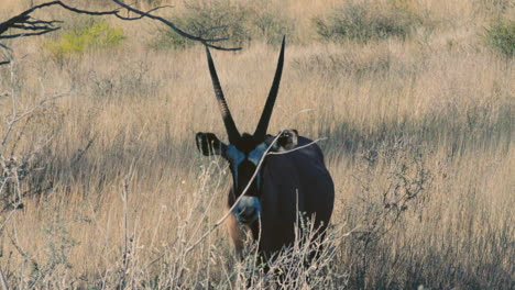 Oryx-antelope-aka-gemsbok-in-tall-grass-in-the-shade-of-a-tree-observing-surroundings