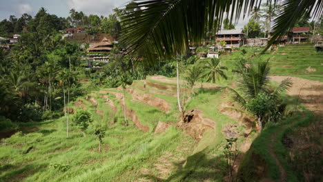 Tageslichtansicht-Der-Berühmten-Tegalalang-Reisterrasse-Zum-UNESCO-Weltkulturerbe-In-Bali,-Indonesien